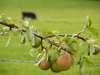 Jenny Young - Pears